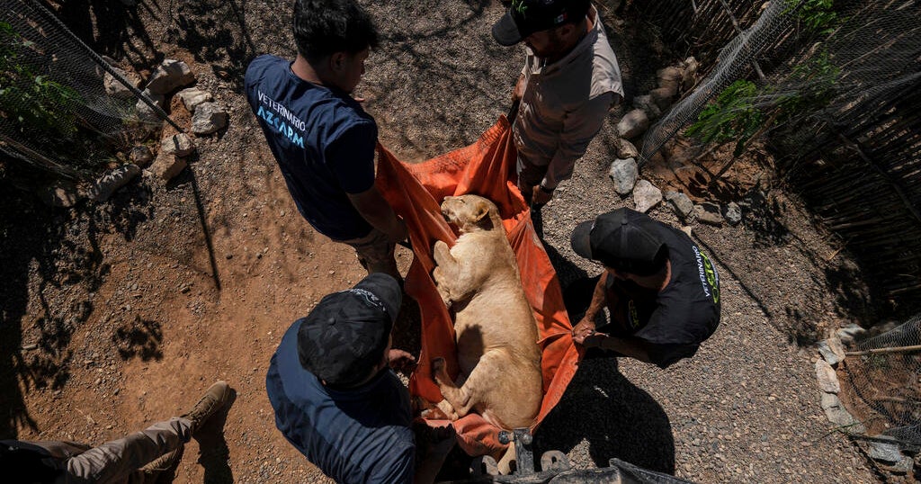 Circus Animals, Including Lions and Elephants, Escape Mexico City as Cartel Violence Overshadows