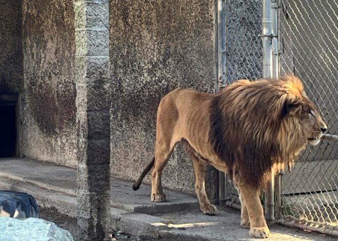 Oregon Zoo Proprietor Detained Following Discovery of Meth, Cocaine, Firearms, and $1.6M in Raid