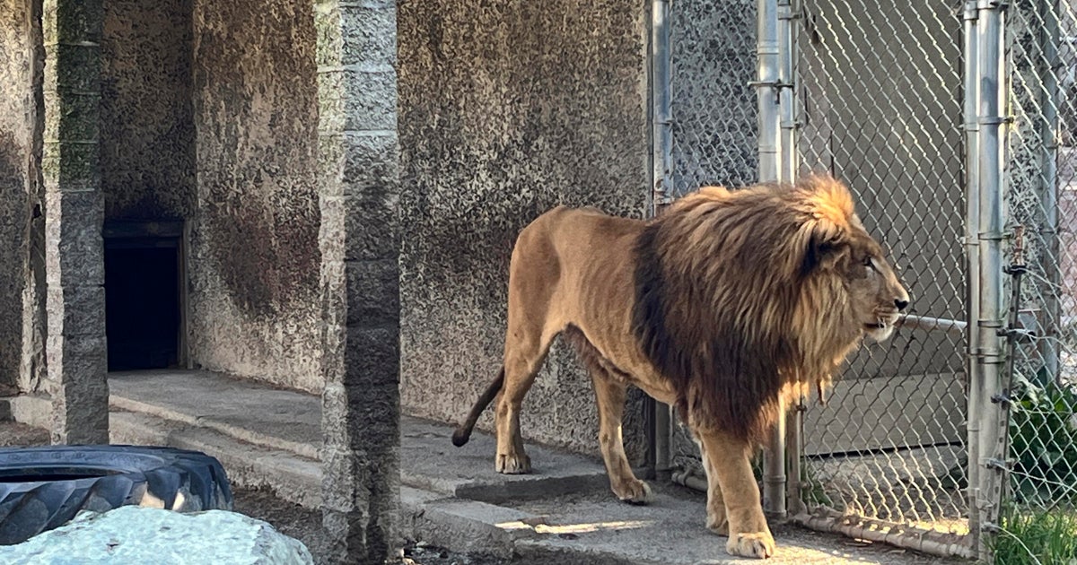 Oregon Zoo Proprietor Detained Following Discovery of Meth, Cocaine, Firearms, and $1.6M in Raid