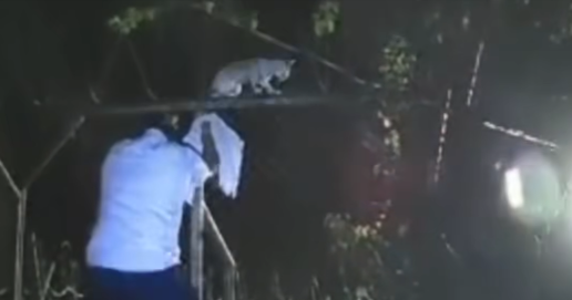 Video Captures Prison Guards Apprehending Cat Smuggling Drugs in Costa Rica