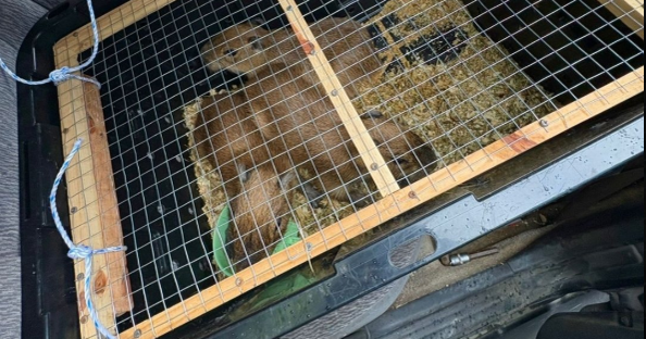 Costa Rica Police Pursuit Concludes with Confiscation of Cocaine, Marijuana, Knives, and Five Giant Aquatic Rodents