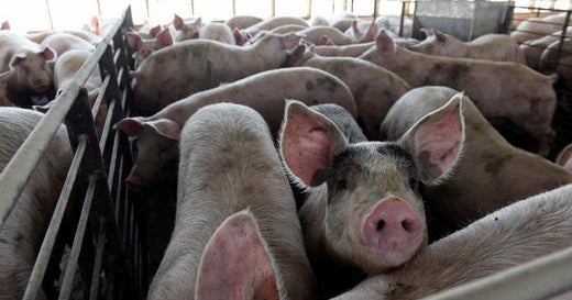 Man admits guilt in murder-for-hire scheme involving plan to feed victim to pigs